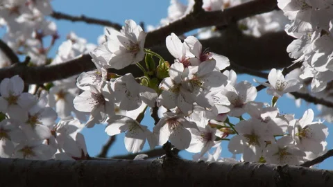 Close-Up of Cherry Blossoms Video stock 327683361