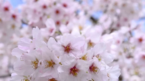 Close up of cherry blossoms in full bloom at Mount Yoshino, Nara Prefecture, Stock Footage