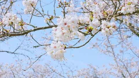 Close-up of Cherry Blossoms in Full Bloom Against Blue Sky Vídeos de archivo 331668026