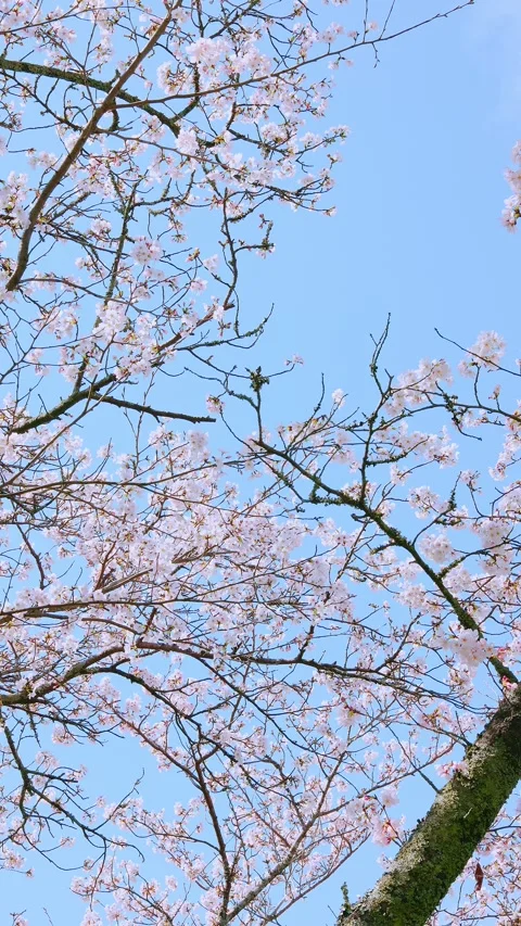 Close-up of Cherry Blossoms in Full Bloom Against Blue Sky Vídeos de archivo 331675286