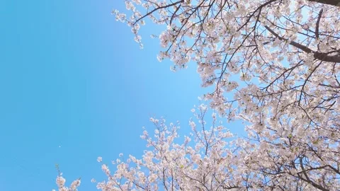 Close-up of Cherry Blossoms in Full Bloom Against Blue Sky Vídeos de archivo 332182087