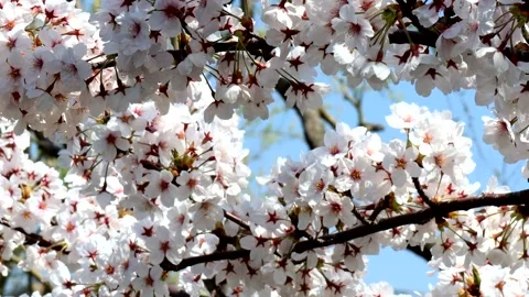 Close-up of cherry blossoms in full bloom Video stock 336028155