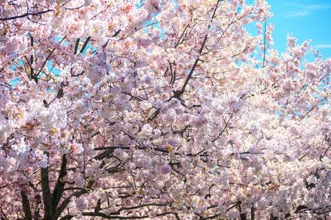 Close-up of cherry blossoms in full bloom against a clear blue sky. Fotos de archivo