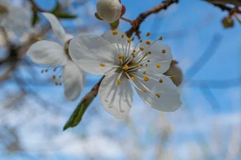Close-up of cherry blossoms in full bloom, white with pink edges, yellow st.. Stock Photos