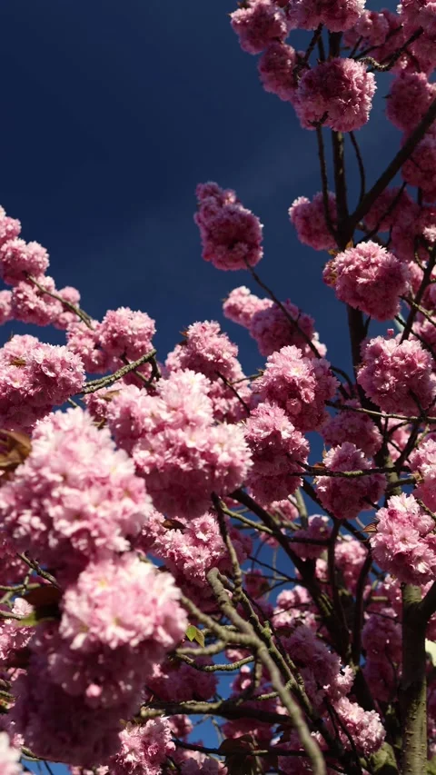 Close cherry blossoms glowing in sunlight against blue sky Stock Footage 333510956