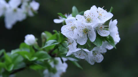 Close up cherry blossoms II Stock Footage 35652186
