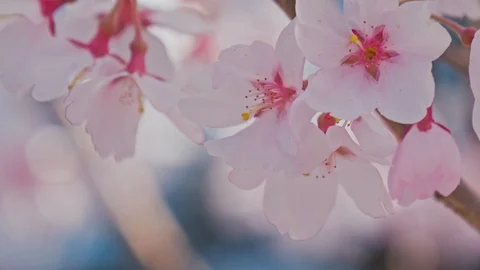 Close up of cherry blossoms in Nagano Prefecture, Japan. 库存影片 106390976