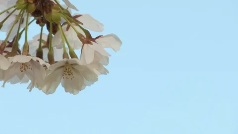 Close-up of cherry blossoms, Nagano Prefecture, Japan Stock Footage 106708231