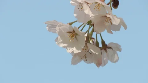 Close-up of cherry blossoms, Nagano Prefecture, Japan Stock Footage 106710433