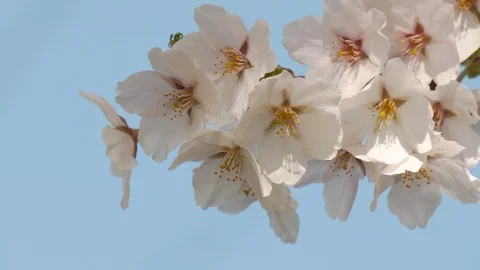 Close-up of cherry blossoms, Nagano Prefecture, Japan Stock Footage 106710662