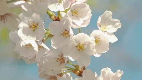 Close-up of cherry blossoms, Nagano Prefecture, Japan Stock Footage 106711989