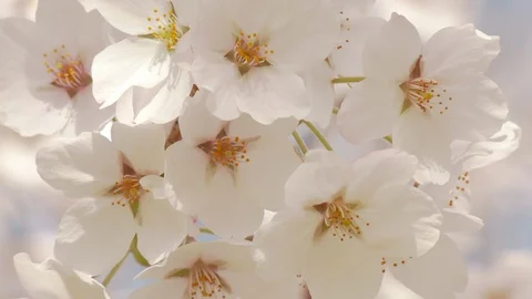 Close-up of cherry blossoms, Nagano Prefecture, Japan Stock Footage 106712121