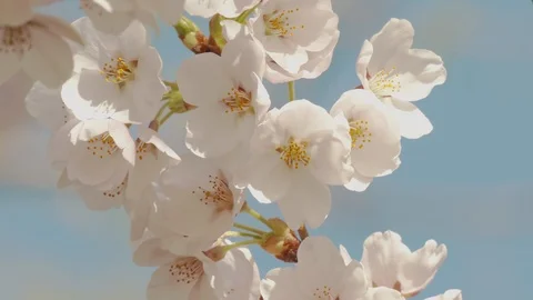 Close-up of cherry blossoms, Nagano Prefecture, Japan Stock Footage 106715090
