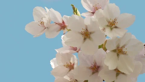 Close-up of cherry blossoms, Nagano Prefecture, Japan Stock Footage 106715191