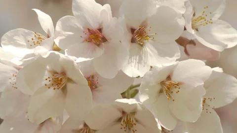 Close-up of cherry blossoms, Nagano Prefecture, Japan Stock Footage 106715238