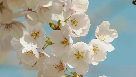 Close-up of cherry blossoms, Nagano Prefecture, Japan Stock Footage 106715381