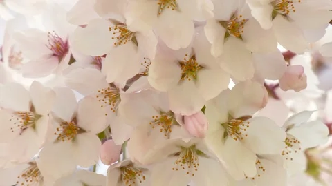 Close-up of cherry blossoms, Nagano Prefecture, Japan Stock Footage 106715828