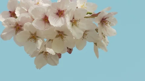 Close-up of cherry blossoms, Nagano Prefecture, Japan Stock Footage 106715867