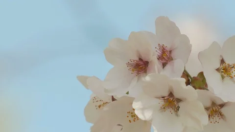 Close-up of cherry blossoms, Nagano Prefecture, Japan Stock Footage 106721025