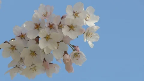 Close-up of cherry blossoms, Nagano Prefecture, Japan Stock Footage 106721050