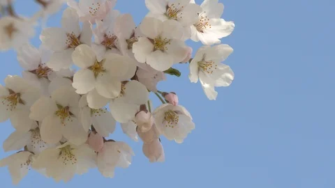 Close-up of cherry blossoms, Nagano Prefecture, Japan Stock Footage 106721075
