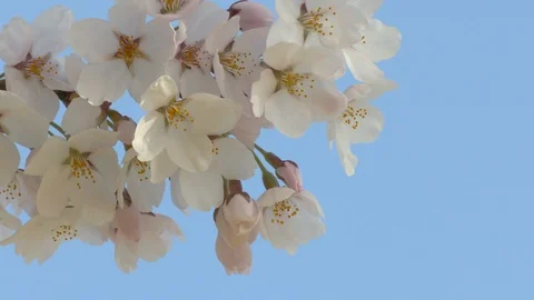 Close-up of cherry blossoms, Nagano Prefecture, Japan Stock Footage 106721202