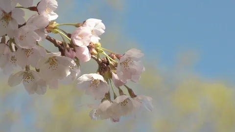 Close-up of cherry blossoms, Nagano Prefecture, Japan Stock Footage 106722077