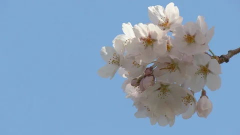 Close-up of cherry blossoms, Nagano Prefecture, Japan Stock Footage 106722130