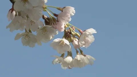 Close-up of cherry blossoms, Nagano Prefecture, Japan Stock Footage 106722161