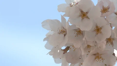 Close-up of cherry blossoms, Nagano Prefecture, Japan Stock Footage 106722255