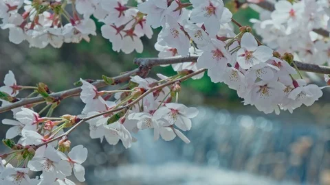 Close up of cherry blossoms in Nagano Prefecture, Japan. Stock Footage 106780957