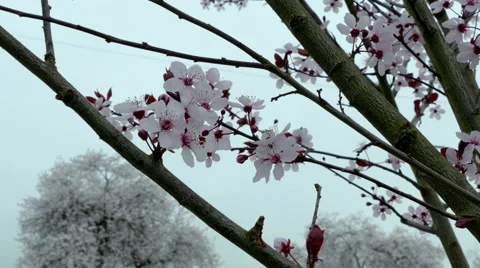 Close up of Cherry Blossoms on overcast day Stock Footage 47477433