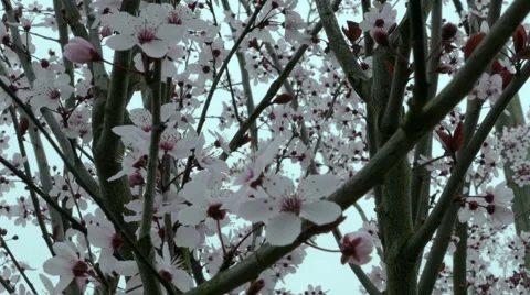 Close up of Cherry Blossoms on overcast day Stock Footage 47481957