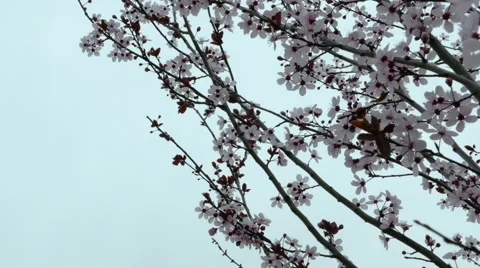 Close up of Cherry Blossoms on overcast day Stock Footage 47484895
