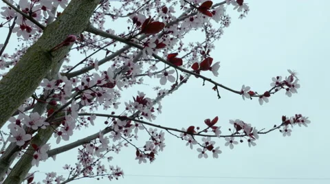 Close up of Cherry Blossoms on overcast day Stock Footage 47487274