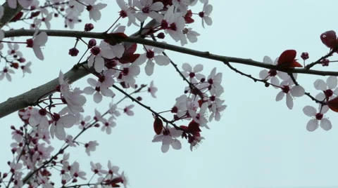 Close up of Cherry Blossoms on overcast day Stock Footage 47489195