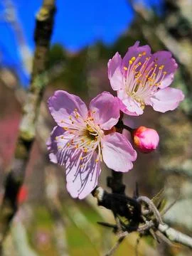 Close-up of cherry blossoms in Parque do Carmo in São Paulo, Brazil. Stock Photos