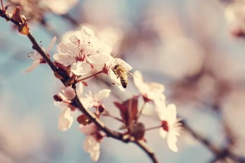 Close-up of Cherry Blossoms Stock Photos