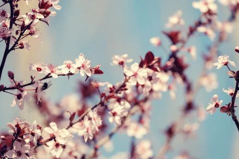 Close-up of Cherry Blossoms Stock Photos