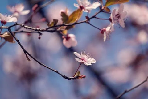 Close-up of Cherry Blossoms Foto stock