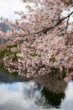 Close-up of Cherry Blossoms Stock Photos