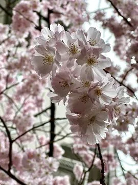 Close-Up of Cherry Blossoms with Raindrops Stock Photos