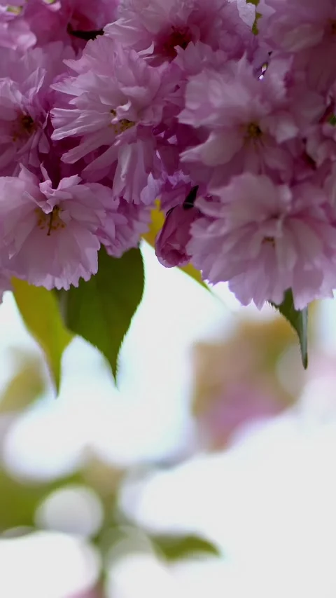 Close-up, cherry blossoms in the rays of sunlight. Beautiful, delicate pink Stock Footage 318353041