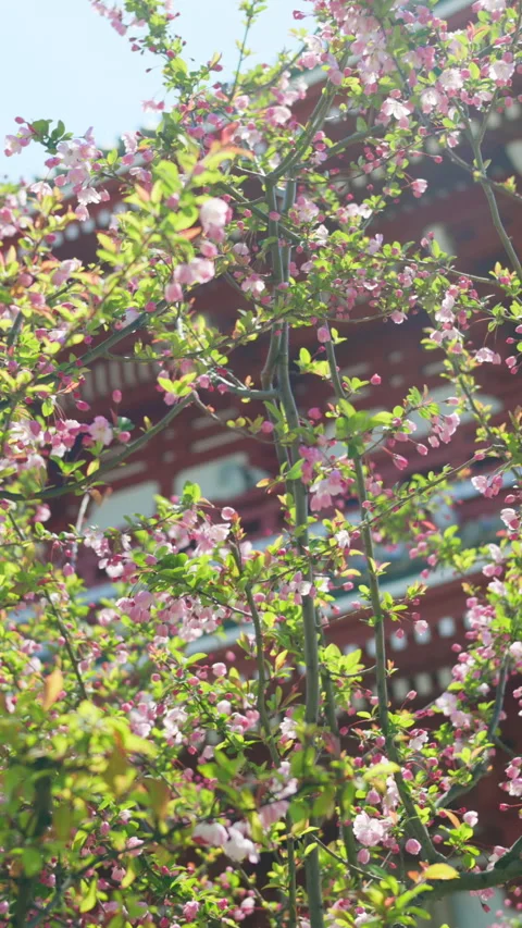 Close up of cherry blossoms with the Senso-ji temple in the background in Stock Footage 309661941