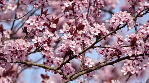 Close-Up Cherry Blossoms – Soft Focus Background 4K Cinematic Nature Stock-Footage 320189600