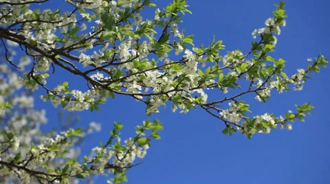 Close up of cherry blossoms in spring Stock Footage 39646054