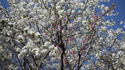 Close up of cherry blossoms in spring Stock Footage 39646086