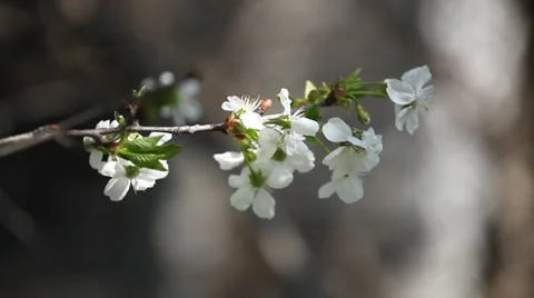 Close up of cherry blossoms in spring Stock Footage 39646186