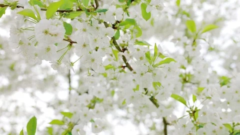 Close up cherry blossoms in spring Stock Footage 76651383