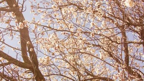 Close-up of cherry blossoms in spring Vídeo Stock 80615925